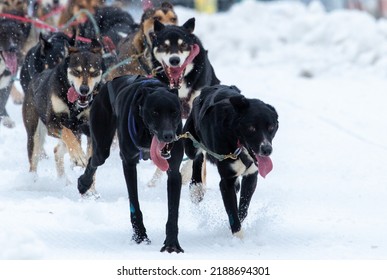 Dogs Dog Mushing In Anchorage Alaska