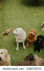 Dogs At Doggy Day Care Playing