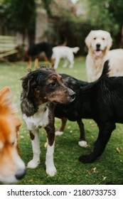 Dogs At Doggy Day Care Playing