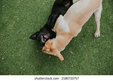 Dogs At Doggy Day Care Playing