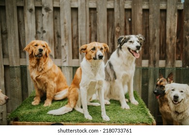 Dogs At Doggy Day Care Playing