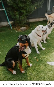 Dogs At Doggy Day Care Playing