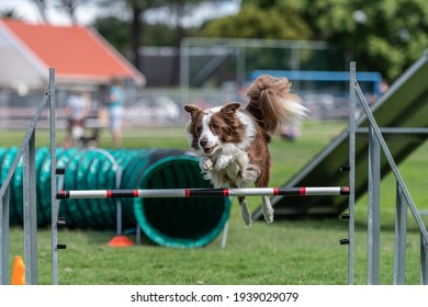 Dogs Doing Agility At Dog School