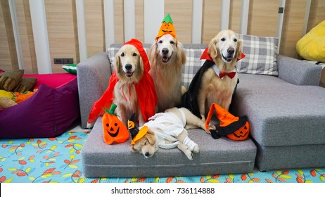 Dogs dressing in red cloak, pumpkin hat, Dracula and Mummy costumes for Halloween