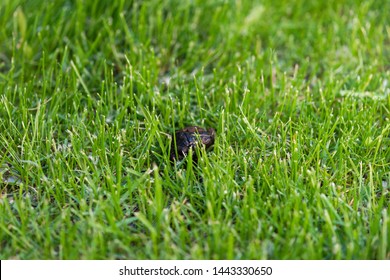 Dog's Excrement In Green Grass. Dog Poo Or Poop On Lawn. Dog Shit In Public Park.