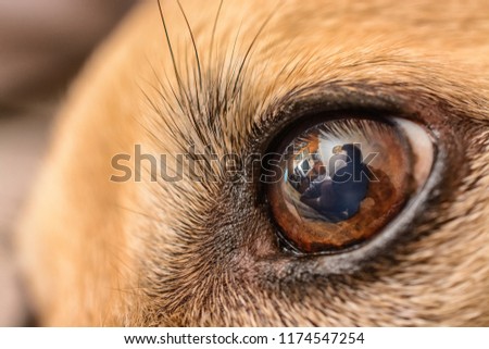 dog's eye macro