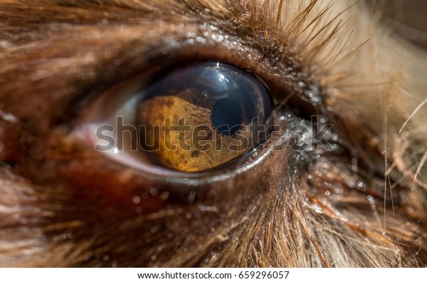 dog\'s\
eye macro detail, Yorkshire Terrier brown dog close-up Yorkshire\
Terrier brown color doggie. Expressive doggy\
look