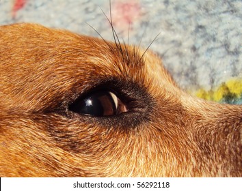 can dogs get styes