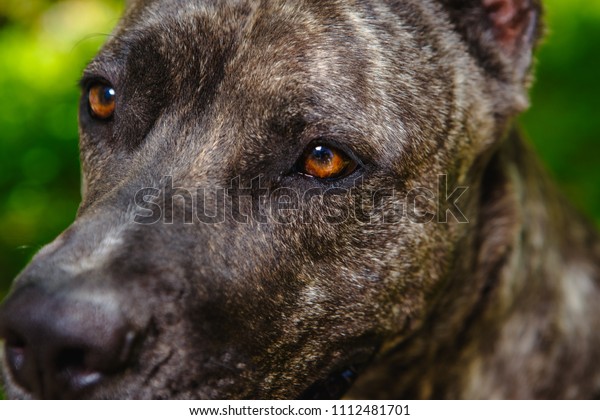 \
Dog\'s eyes\
pitbull
