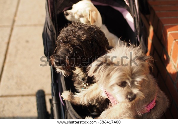 dogs family in the\
cart