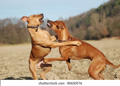 Dogs Fighting