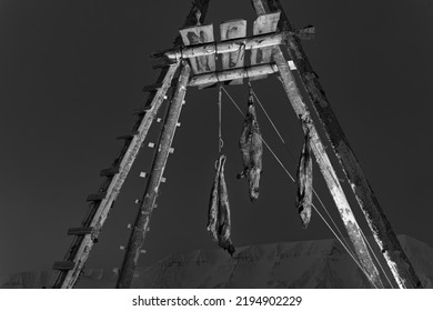 Dogs Food Dead Seals At Arctic Base Camp In Svalbard Norway Black An White Photo