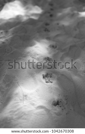 Dog's foot print on the beach.