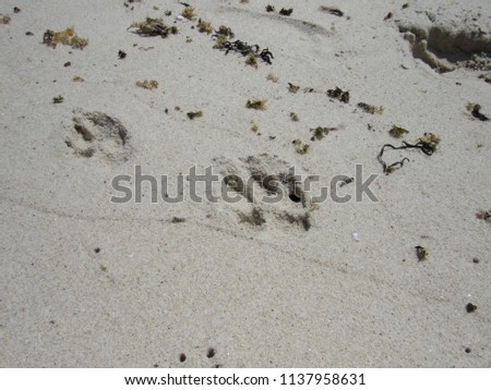 A dogs footprint in the sand at the beach 