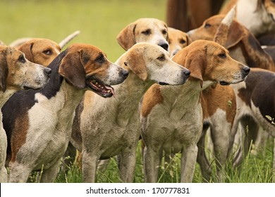 Dogs, Foxhound