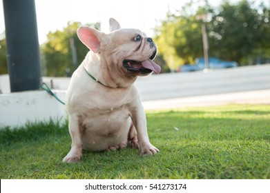 Bull Dog Francais Images Stock Photos Vectors Shutterstock