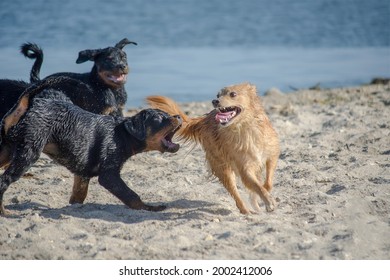 Dogs frolicking on the seashore. Rottweiler puppies want to chase a red dog and grab its tail. A mixed-breed female with a curious expression on her face runs away from the pups. The life of pets