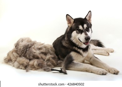 The dog's fur with a dog comb. A dog lies near after shedding their wool.