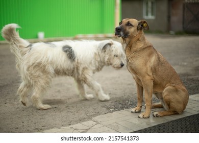 Dogs get to know each other. Two stray dogs on street. Animals are friends. Pets without owners.