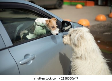 Dogs get to know each other. Two dogs are friends. Pet in car.