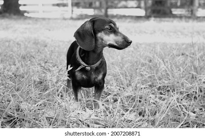 Dogs Great Dane Chihuahua  Dachshund