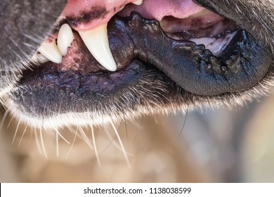 Dogs Growling Mouth Teeth Close库存照片1138038599 | Shutterstock