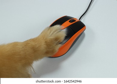 Dog's hand on mouse computer on white screen. Fluffy hair dog using on mouse. Funny technology device concept.