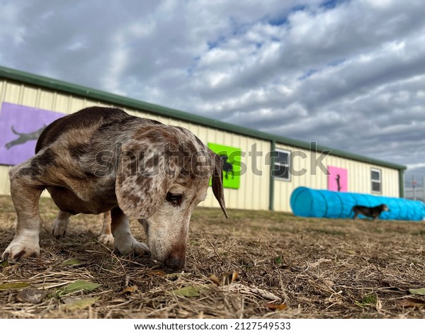 Dogs are happy to use\
incredible sense of smell to sniff in the grass at daycare which\
provides mental stimulation and fulfills instinctual needs\
preventing poor behavior 