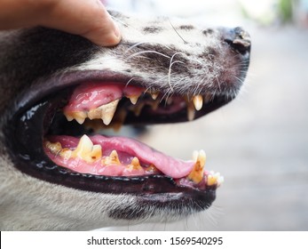 Dogs have problems with Oral cavity, limestone, Gingivitis, Tooth decay. Checking dog teeth, Selective focus.