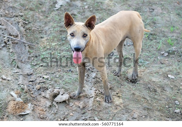 Dogs Have Short Hair Standing Racers Stock Photo Edit Now 560771164