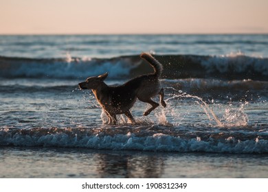 Dogs Having Fun In Nature