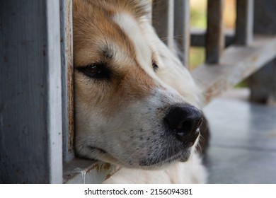 The dog's head comes in two colors and is placed between the slots of the steel spokes. His face seemed to show sadness. - Shutterstock ID 2156094381