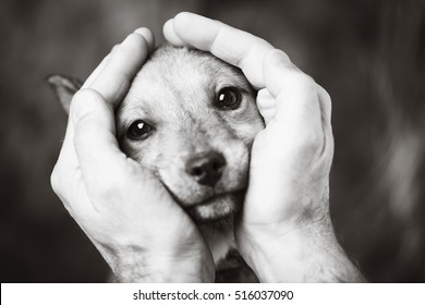 dog's head is in the hands of men, it is a puppy and he is very cute, black and white image - Powered by Shutterstock