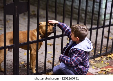 Dogs are helpful. Small boy plays with dog in dogs shelter. Small boy patting dog on head. A dog in need needs more than shelter.