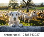 Dogs herds sheep on the farm. Hills landscape with grazing sheep flock. Sheep Dog guarding his flock of goats. Goats from mountain fields of Turkey