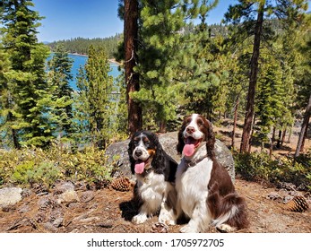 Dogs Hiking In The Mountains Overlooking Lake Tahoe