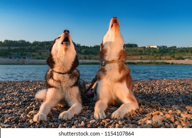 Dogs Howl. Two Siberian Huskies Raised Their Faces Up And Howled. Husky Sing Song