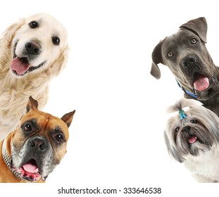 Dogs Isolated On White