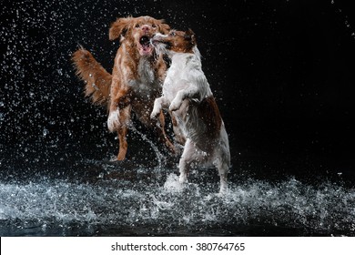 Dogs Jack Russell Terrier and  Nova Scotia Duck Tolling Retriever,  Motion in the water,  aqueous shooting