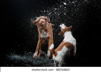 Dogs Jack Russell Terrier and  Nova Scotia Duck Tolling Retriever,  Motion in the water,  aqueous shooting 