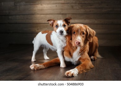 blue merle jack russell terrier