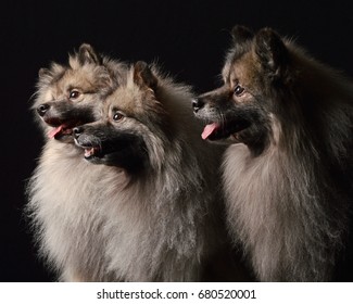 Dogs Keeshond