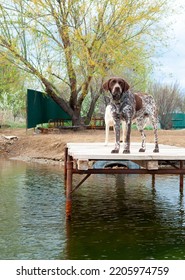 Dogs Of The Kurzhaar Breed Are Standing On The Pier And Waiting For The Owner. Hunting Dog Waiting For Prey. Pets Are On The Banks Of The River.