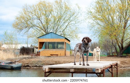 Dogs Of The Kurzhaar Breed Are Standing On The Pier And Waiting For The Owner. Hunting Dog Waiting For Prey. Pets Are On The Banks Of The River.