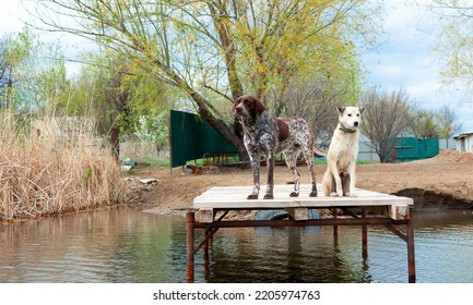 Dogs Of The Kurzhaar Breed Are Standing On The Pier And Waiting For The Owner. Hunting Dog Waiting For Prey. Pets Are On The Banks Of The River.