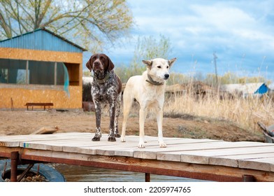 Dogs Of The Kurzhaar Breed Are Standing On The Pier And Waiting For The Owner. Hunting Dog Waiting For Prey. Pets Are On The Banks Of The River.