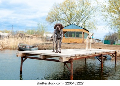 Dogs Of The Kurzhaar Breed Are Standing On The Pier And Waiting For The Owner. Hunting Dog Waiting For Prey. Pets Are On The Banks Of The River.