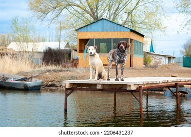 Dogs Of The Kurzhaar Breed Are Standing On The Pier And Waiting For The Owner. Hunting Dog Waiting For Prey. Pets Are On The Banks Of The River.