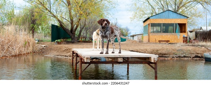 Dogs Of The Kurzhaar Breed Are Standing On The Pier And Waiting For The Owner. Hunting Dog Waiting For Prey. Pets Are On The Banks Of The River.