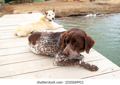 Dogs Of The Kurzhaar Breed Are Standing On The Pier And Waiting For The Owner. Hunting Dog Waiting For Prey. Pets Are On The Banks Of The River.